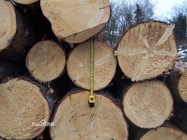 ŷ�ް���ľ���ڱ���