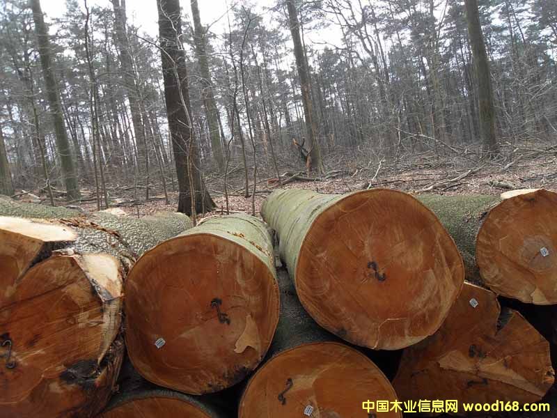 ŷ���ľ���ڱ���